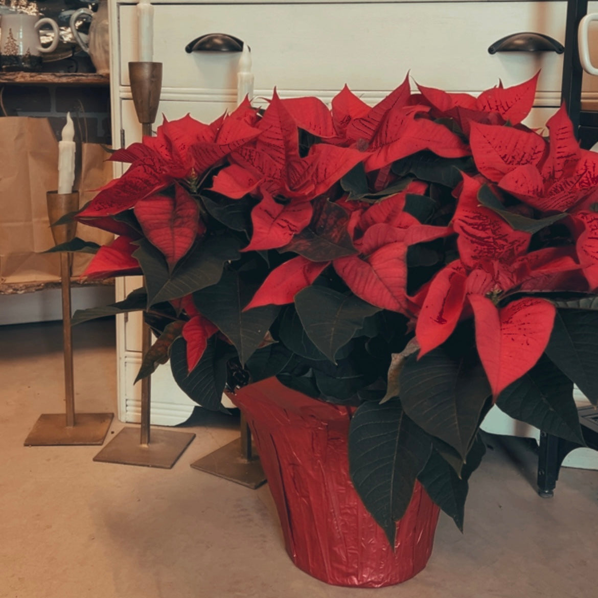 Christmas Poinsettia