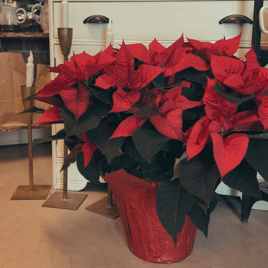 Christmas Poinsettia
